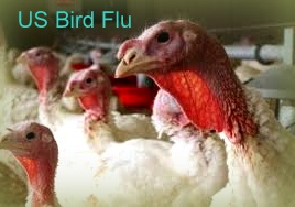 US Bird Flu