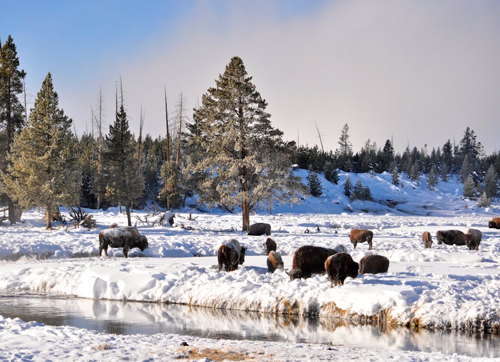 Visit Yellowstone National Park USA in Winter